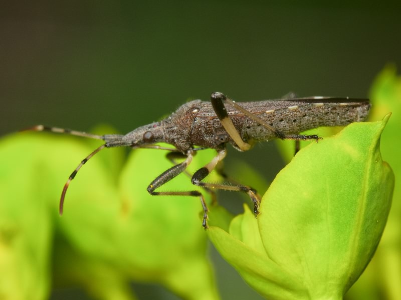 Dicranocephalus albipes (Fabricius, 1781)